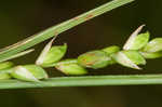 Ouachita Mountain sedge